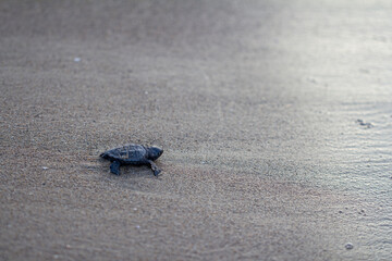 newborn baby turtle close-up on wet sand side view