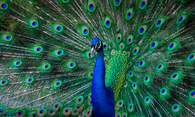 Peacock Dance Display - Peacocks Opening Feathers