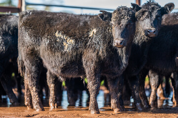 Beef cows and calves grazing on grass in south west victoria, Australia. eating hay and silage....