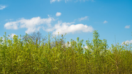 
Nature resumes its rights, forest of young shrubs and blue sky with cottony clouds, in spring