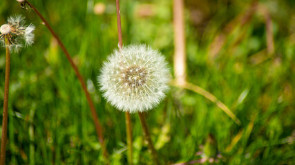 
Flower and white dandelion egrets ready to be blown