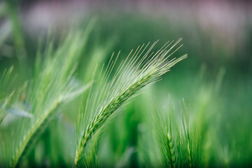 green wheat field