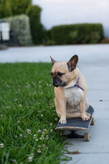 French Bulldog on Skateboard