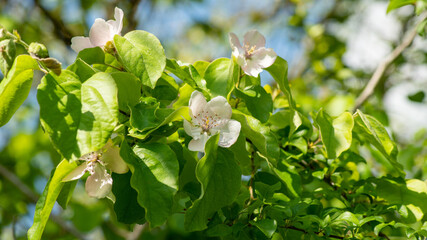 Gros plan sur un caprier, arbre au fleurs roses pale
