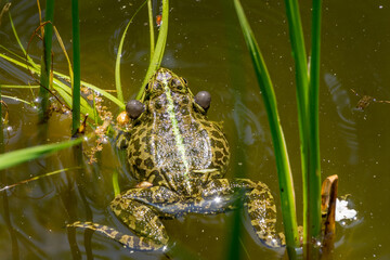 Breeding male frog Rana Ridibunda (Pelophylax ridibundus) singing with vocal sacs on both sides of mouth in garden pond. Close-up frog rana ridibunda in natural habitat.