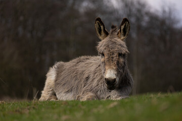 Esel im Naturschutzgebiet auf der Weide