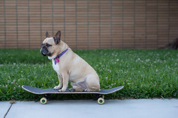 dog on a skateboard