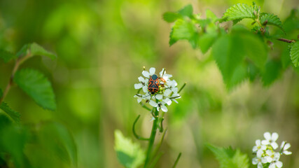 
Cabbage red pushpin, on cardamine flowers, in spring