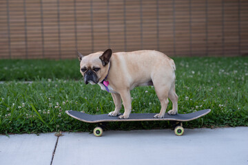grumpy dog on a skateboard