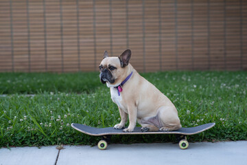french bulldog puppy on skateboard