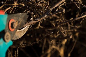 a person cutting the branches of the trees with pruning shears. close up photo. garden care,...
