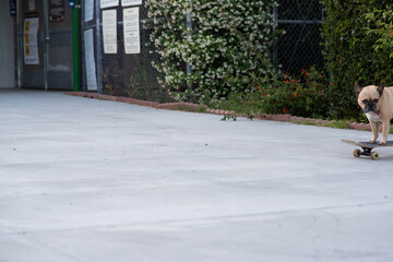 dog on a skateboard