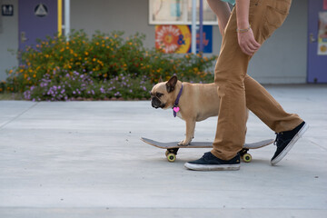 dog on a skateboard