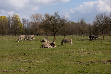 Esel im Naturschutzgebiet auf der Weide