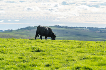 Beef cows and calves grazing on grass in south west victoria, Australia. eating hay and silage....
