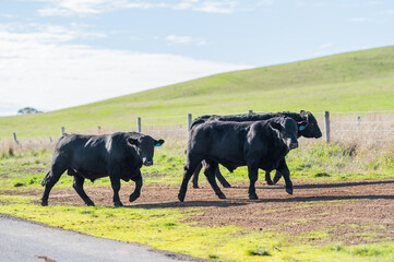 Beef cows and calves grazing on grass in south west victoria, Australia. eating hay and silage....