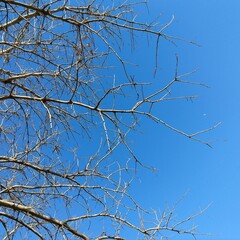 tree branches against blue sky