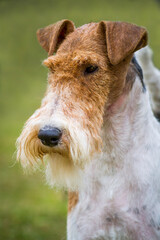 Foxrussell terrier portrait