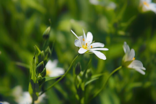 Macro of white Stellaria media flowers or chickweed under the soft spring sun.