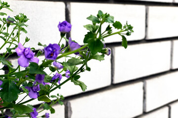 Flowers in a pot on the vintage wooden table bench