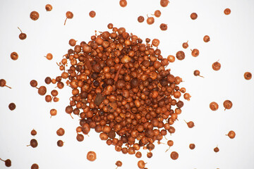 Mesua ferrea the Ceylon ironwood, Nagakesar, Indian rose chestnut, or cobra saffron from himalayas and western ghats in India native of tropical Asia used in Ayurvedic herbal medicine jadibooti india.