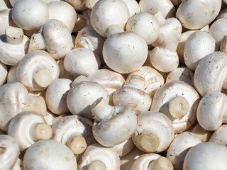 Fresh white mushrooms at the street market.