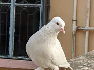white pegion 