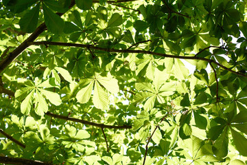Obraz premium green leaves in the sun