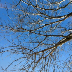 tree branches against blue sky