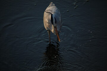 grey heron closeup
