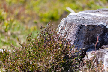 Old stump of tree in forest, gray stub