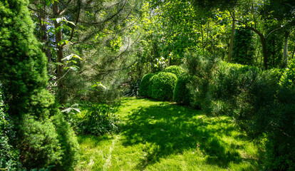 Landscaped garden with evergreens and lawn. Many boxwood trees Buxus sempervirens with young green foliage.  Picea glauca Conica and Austrian pine in Peaceful atmosphere. Place for your text.