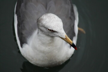 Black-tailed gull closeup