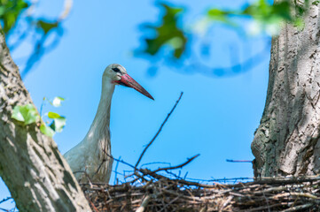 the storks and the little ones are waiting for  their nests while the partner is looking for feed