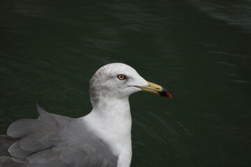 Black-tailed gull closeup