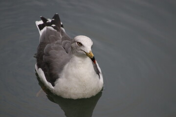 Black-tailed gull closeup