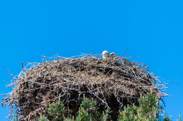 the storks and the little ones are waiting for  their nests while the partner is looking for feed