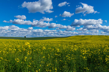 Pole i rzepak piękne niebo i chmury © Piotr