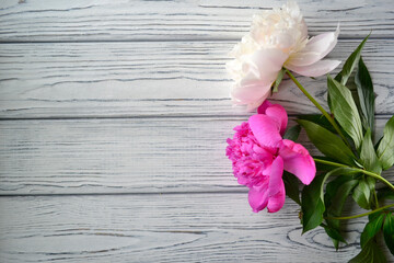 Two pink peonies on a white wooden background