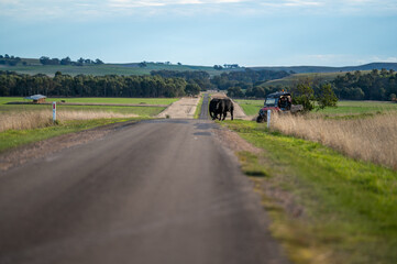 Beef cows and calves grazing on grass in south west victoria, Australia. eating hay and silage....