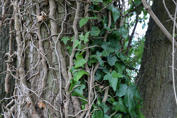 Ivy leaves growing thick on the tree
