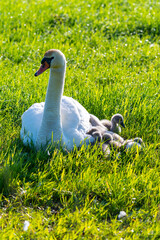 a swan family rests on a mown  field, the two parents take care of their little ones who cuddle up to the mother