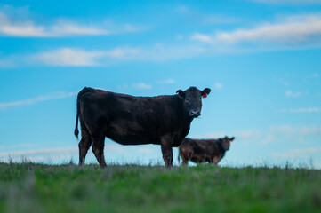 Beef cows and calves grazing on grass in south west victoria, Australia. eating hay and silage....