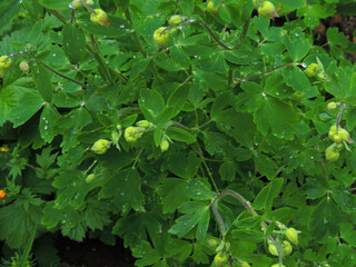 green leaves of ornamental bushes with water droplets.