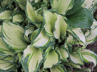 green and yellow leaves of cabbage
