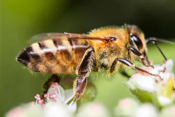 Fotobehang Honey Bee pollinating in summer © SURAJKMALI