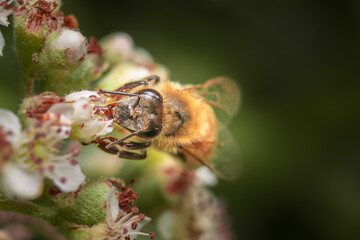 Honey Bee pollinating in summer