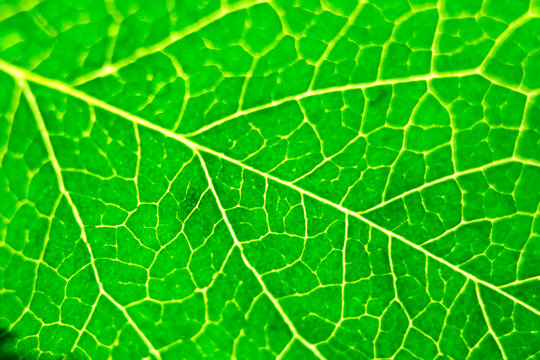 abstract green natural background, macro image of tree leaves, magnification and approximation, concept of nature and ecology, flora and botany