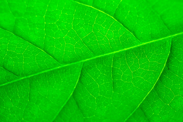 abstract green natural background, macro image of tree leaves, magnification and approximation, concept of nature and ecology, flora and botany