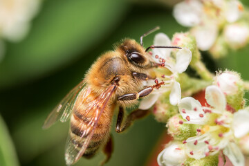 Honey Bee pollinating in summer